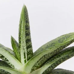 Succulents Gasteria Little Warty