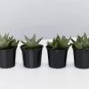 Succulents Gasteria Kabela 1 Succulents Gasteria Kabela