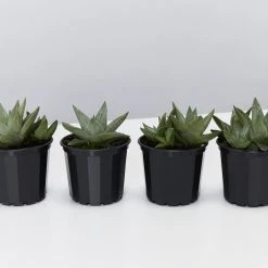 Succulents Gasteria Kabela