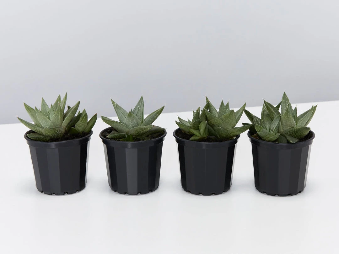 Succulents Gasteria Kabela 3 Succulents Gasteria Kabela