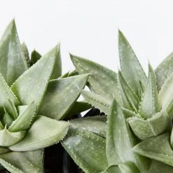 Succulents Gasteria Kabela