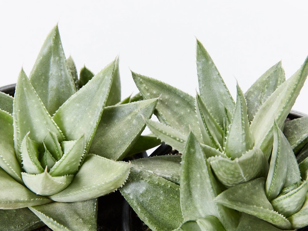 Succulents Gasteria Kabela 4 Succulents Gasteria Kabela