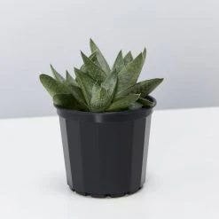 Succulents Gasteria Kabela 8 Succulents Gasteria Kabela