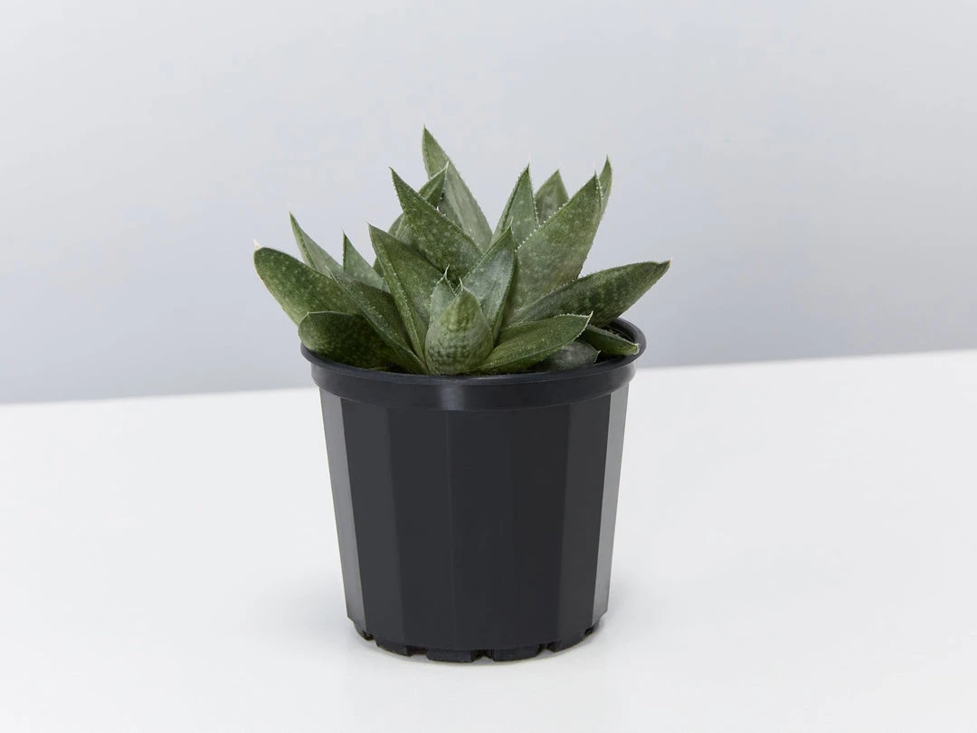 Succulents Gasteria Kabela 5 Succulents Gasteria Kabela