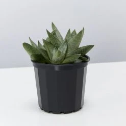 Succulents Pool Friendly Plants Assorted Succulent Box