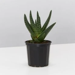 Succulents Pool Friendly Plants Assorted Succulent Box