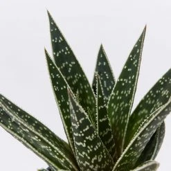 Succulents Gasteria X Viking Full Sun