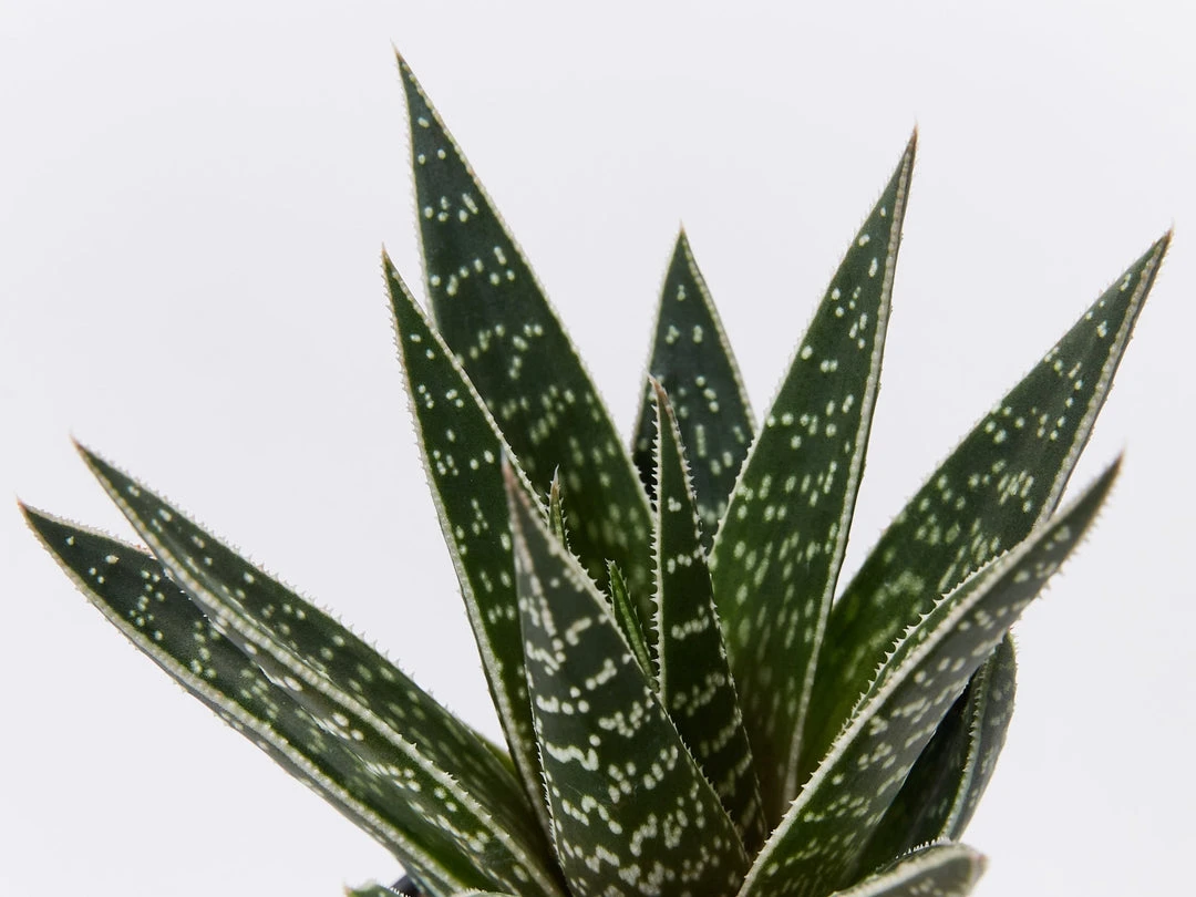 Succulents Gasteria X Viking Full Sun 4 Succulents Gasteria X Viking Full Sun