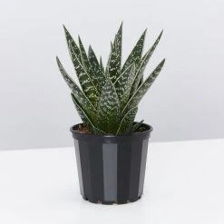 Succulents Gasteria X Viking Full Sun