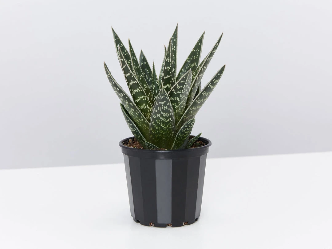 Succulents Gasteria X Viking Full Sun 3 Succulents Gasteria X Viking Full Sun