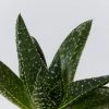 Succulents Gasteria Golly 85mm Full Sun