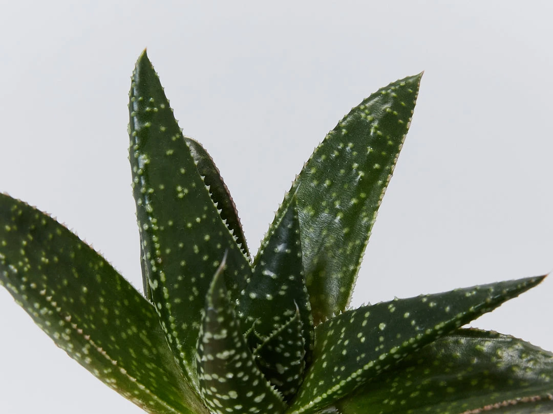 Succulents Gasteria Golly 85mm Full Sun 3 Succulents Gasteria Golly 85mm Full Sun