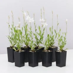 Shrubs Oenothera (Gaura) Lindheimeri Belleza White