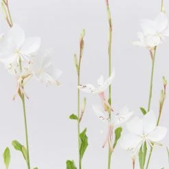 Shrubs Gaura Assorted Pack 11 Shrubs Gaura Assorted Pack