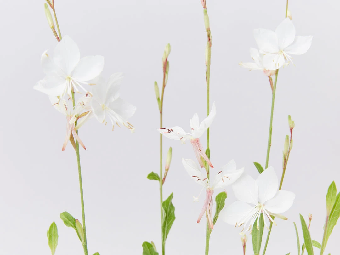 Shrubs Gaura Assorted Pack 5 Shrubs Gaura Assorted Pack