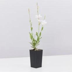 Shrubs Gaura Assorted Pack 14 Shrubs Gaura Assorted Pack