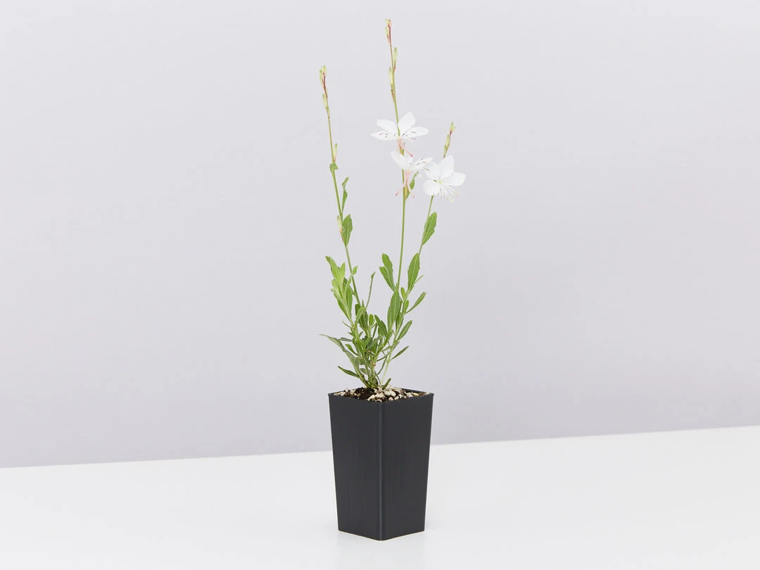 Shrubs Gaura Assorted Pack 8 Shrubs Gaura Assorted Pack