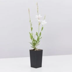 Shrubs Oenothera (Gaura) Lindheimeri Belleza White