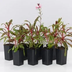 Shrubs Gaura Lindheimeri Dark Pink