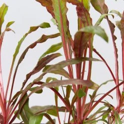 Shrubs Gaura Lindheimeri Dark Pink 9 Shrubs Gaura Lindheimeri Dark Pink