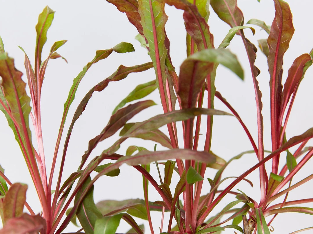 Shrubs Gaura Lindheimeri Dark Pink 5 Shrubs Gaura Lindheimeri Dark Pink