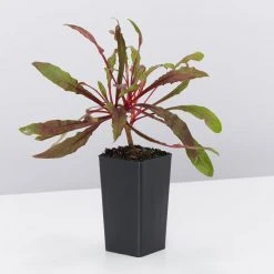 Shrubs Gaura Lindheimeri Dark Pink 10 Shrubs Gaura Lindheimeri Dark Pink