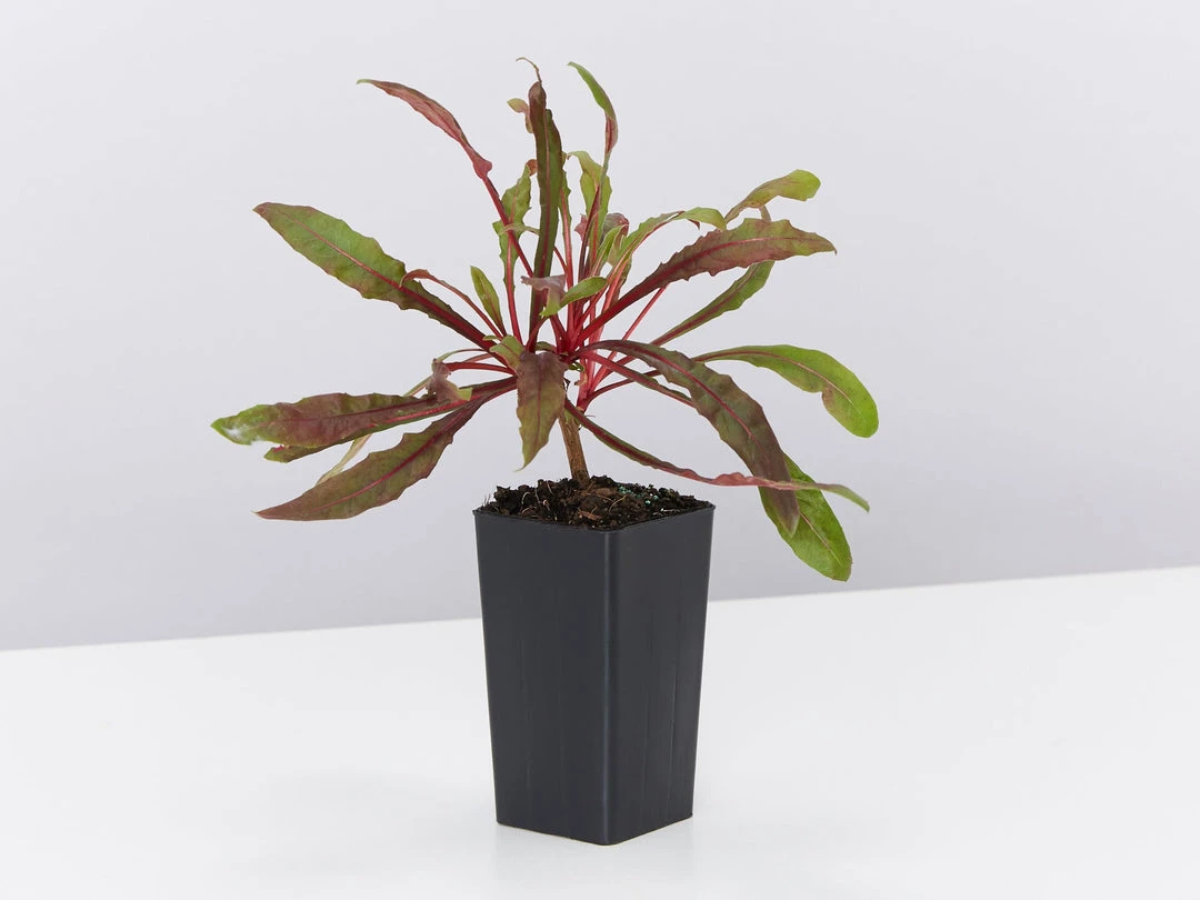 Shrubs Gaura Lindheimeri Dark Pink 6 Shrubs Gaura Lindheimeri Dark Pink