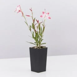 Shrubs Oenothera (Gaura) Lindheimeri Little Janie Border Plants