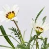 Shrubs Gazania Rigens New Day White Border Plants 1 Shrubs Gazania Rigens New Day White Border Plants