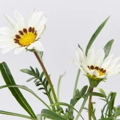 Shrubs Gazania Rigens New Day White Border Plants