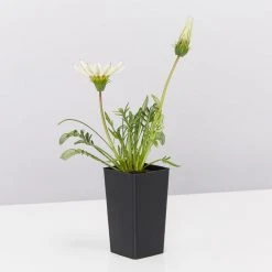 Shrubs Gazania Rigens New Day White Border Plants