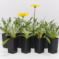 Shrubs Border Plants Gazania Rigens Yellow ????