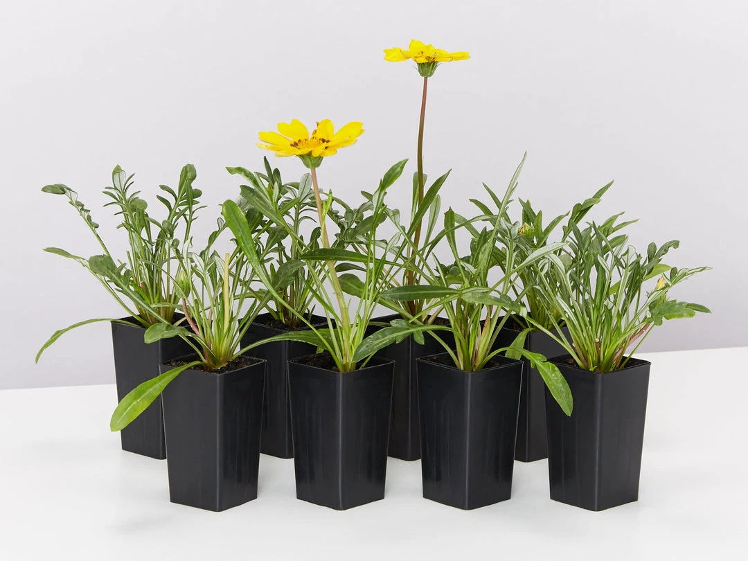 Shrubs Border Plants Gazania Rigens Yellow 🤩 4 Shrubs Border Plants Gazania Rigens Yellow ????