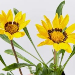 Shrubs Border Plants Gazania Rigens Yellow ????
