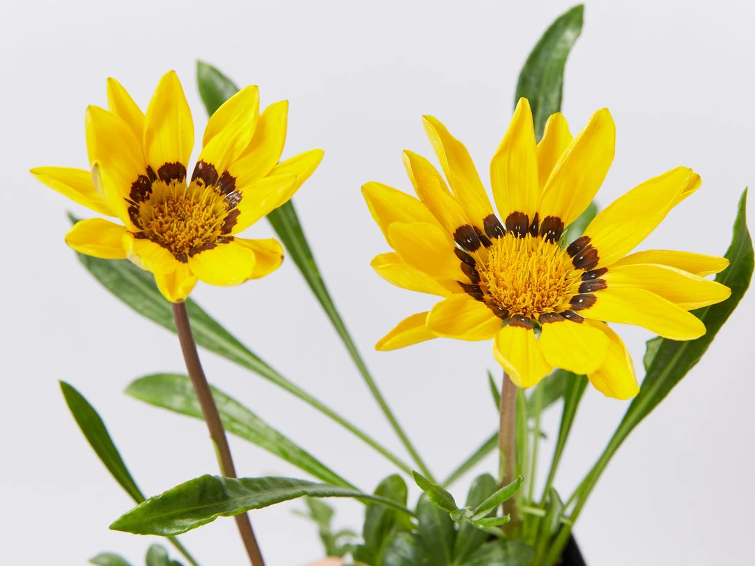 Shrubs Border Plants Gazania Rigens Yellow 🤩 3 Shrubs Border Plants Gazania Rigens Yellow ????