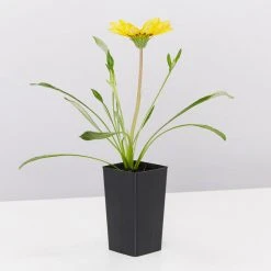 Shrubs Border Plants Gazania Rigens Yellow 🤩 9 Shrubs Border Plants Gazania Rigens Yellow ????