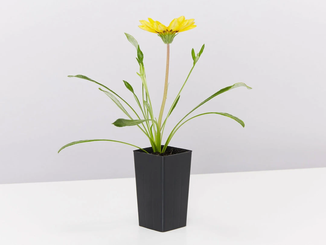 Shrubs Border Plants Gazania Rigens Yellow 🤩 5 Shrubs Border Plants Gazania Rigens Yellow ????