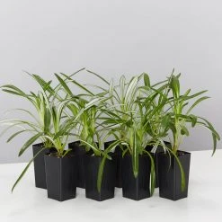 Shrubs Border Plants Gazania Rigens Pink ????