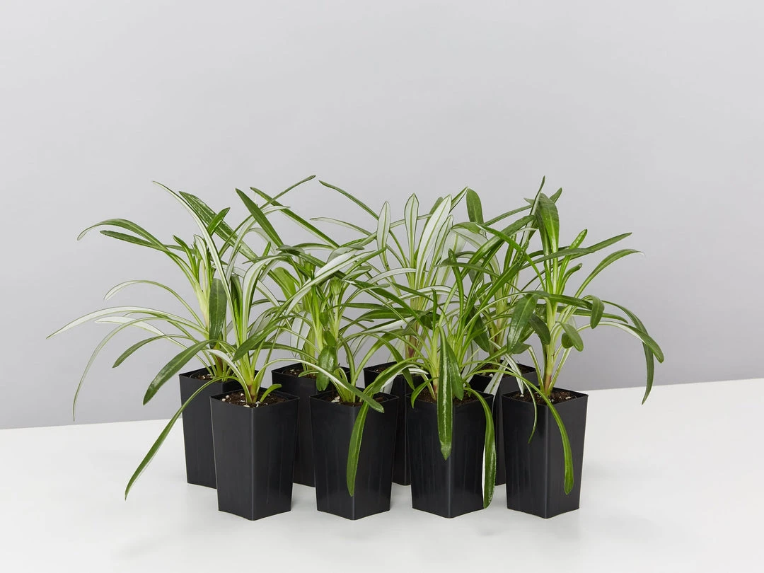 Shrubs Border Plants Gazania Rigens Pink ❤️ 4 Shrubs Border Plants Gazania Rigens Pink ????