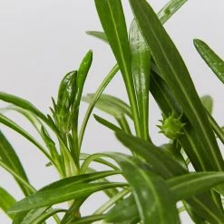 Shrubs Border Plants Gazania Rigens Pink ❤️ 12 Shrubs Border Plants Gazania Rigens Pink ????