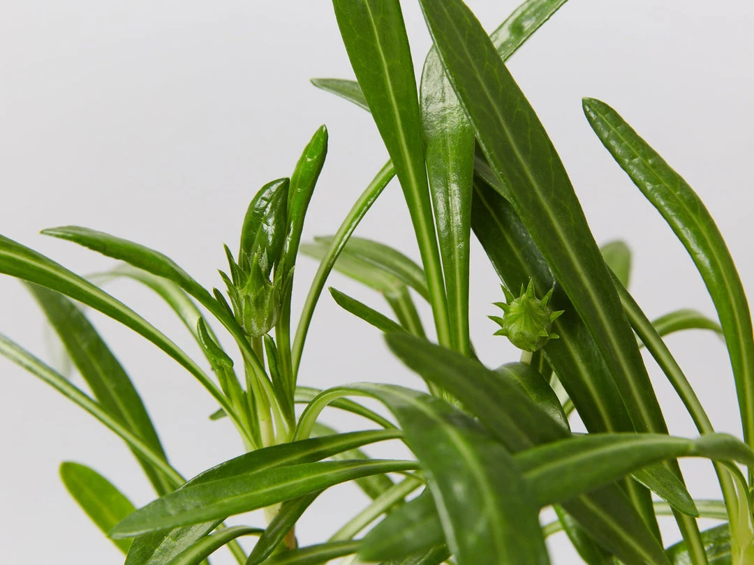 Shrubs Border Plants Gazania Rigens Pink ❤️ 7 Shrubs Border Plants Gazania Rigens Pink ????