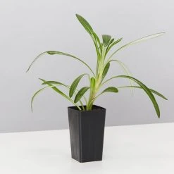 Shrubs Border Plants Gazania Rigens Pink ❤️ 10 Shrubs Border Plants Gazania Rigens Pink ????