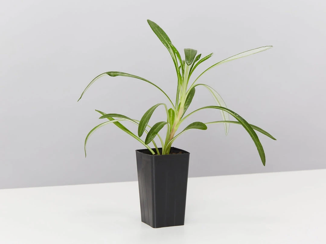 Shrubs Border Plants Gazania Rigens Pink ❤️ 5 Shrubs Border Plants Gazania Rigens Pink ????