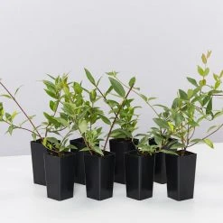 Shrubs Gelsemium Sempervirens Full Sun