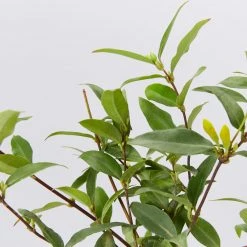 Shrubs Gelsemium Sempervirens Full Sun