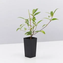 Shrubs Gelsemium Sempervirens Full Sun