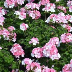 Shrubs Geranium Pinto White To Rose