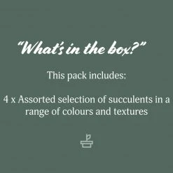 Succulents Mystery Succulent Box