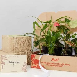 Indoor Garden Plant Packs A Giftbox Of Houseplants???? - Includes Gift Wrapping
