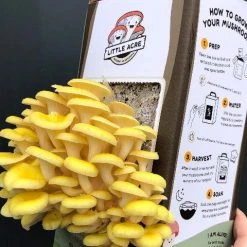 Little Acre Gourmet Mushrooms Gold Oyster Mushroom Grow Kit Gift Kits